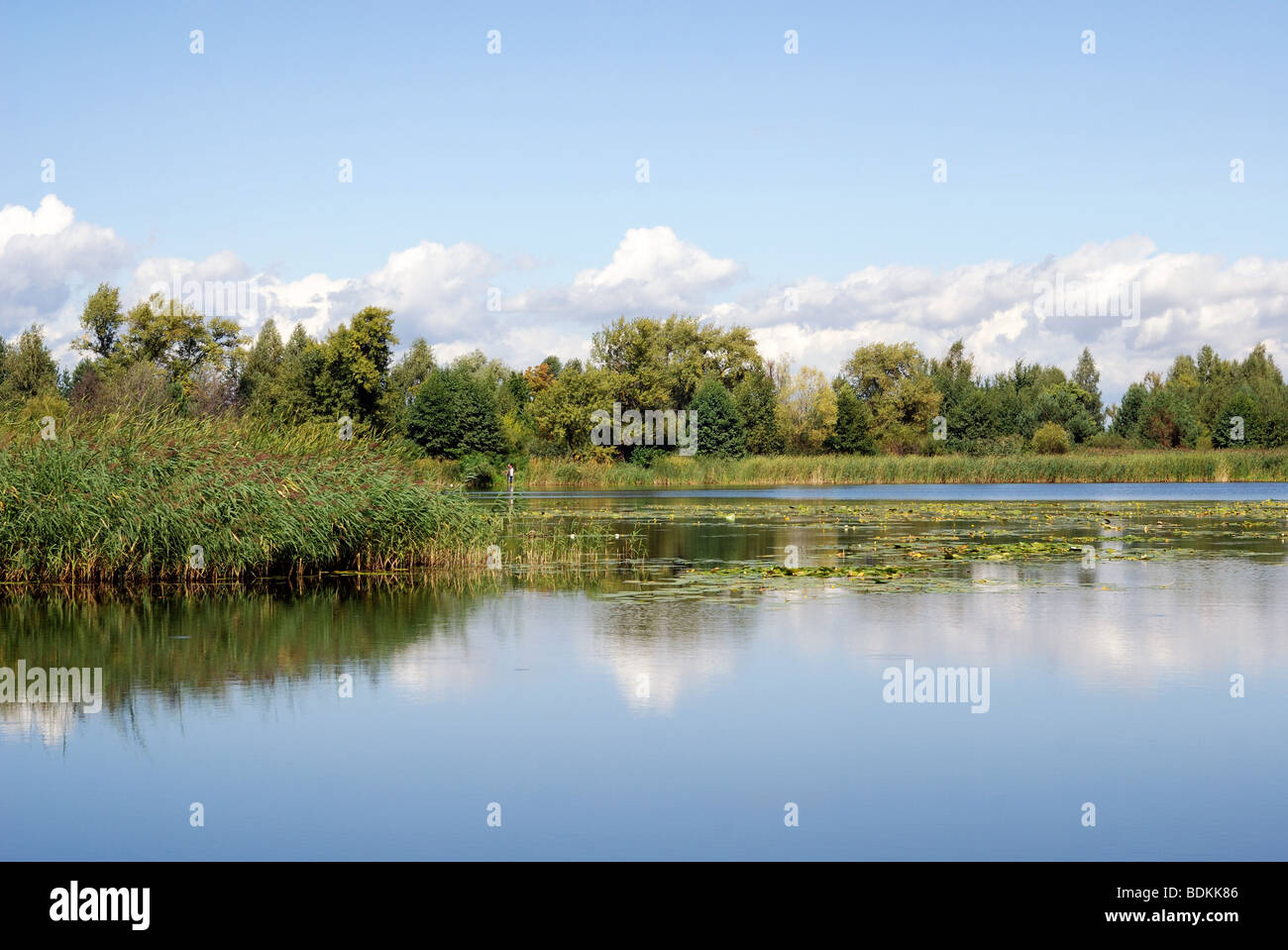 Imperturbabile superficie di estate lago in mezzo al verde degli alberi, di canna, di piante in acqua e cielo blu con nuvole bianche Foto Stock