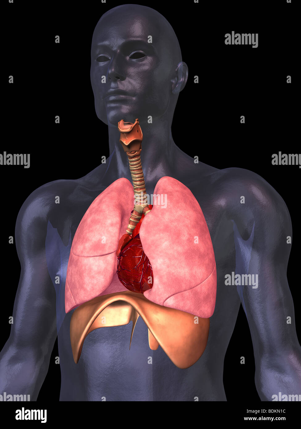 Anatomia umana illustrazione che mostra Foto Stock