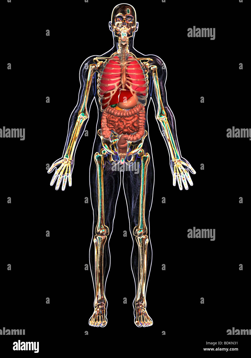 Umano illustrazione anatomica di un uomo adulto che mostra lo scheletro, polmoni, fegato, cistifellea, stomaco, pancreas e appendice Foto Stock