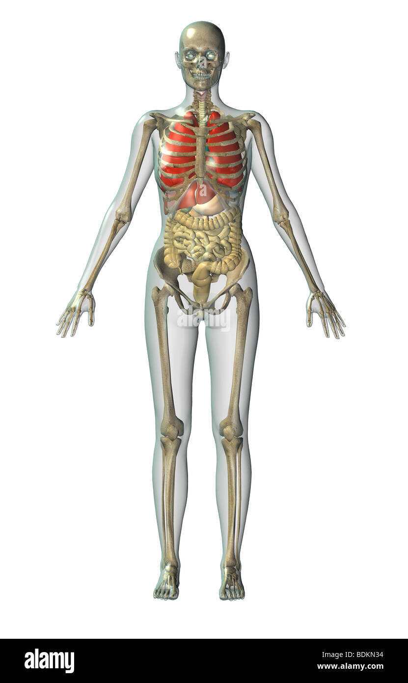 Umano illustrazione anatomica di un uomo adulto che mostra lo scheletro, polmoni, fegato, cistifellea, stomaco, pancreas e appendice Foto Stock