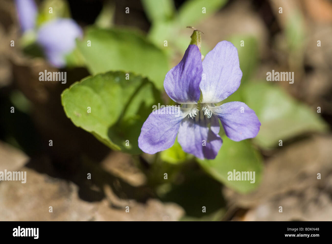 Il Ciclamino Selvatico Viola Fiore Di Primavera La Profondita Di Campo Foto Stock Alamy