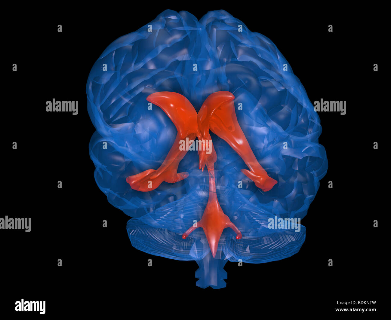 Computer grafica modello del cervello umano che mostra la posizione del fluido spinale cerebrale del sistema ventricolare entro il cervello Foto Stock