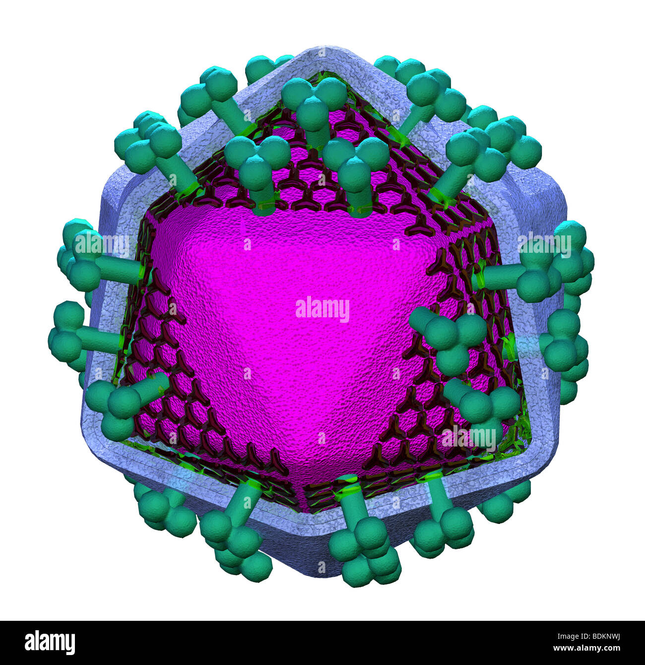 Illustrazione della struttura dell'HIV (il virus di immunodeficienza umana) Foto Stock