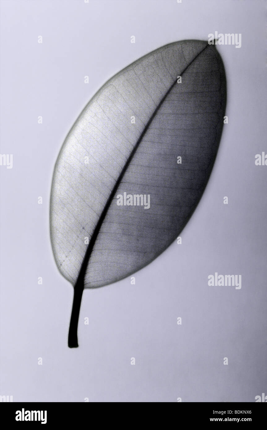 X-ray della foglia di una pianta di gomma, Ficus elastica, una specie di piante in fig genere Foto Stock