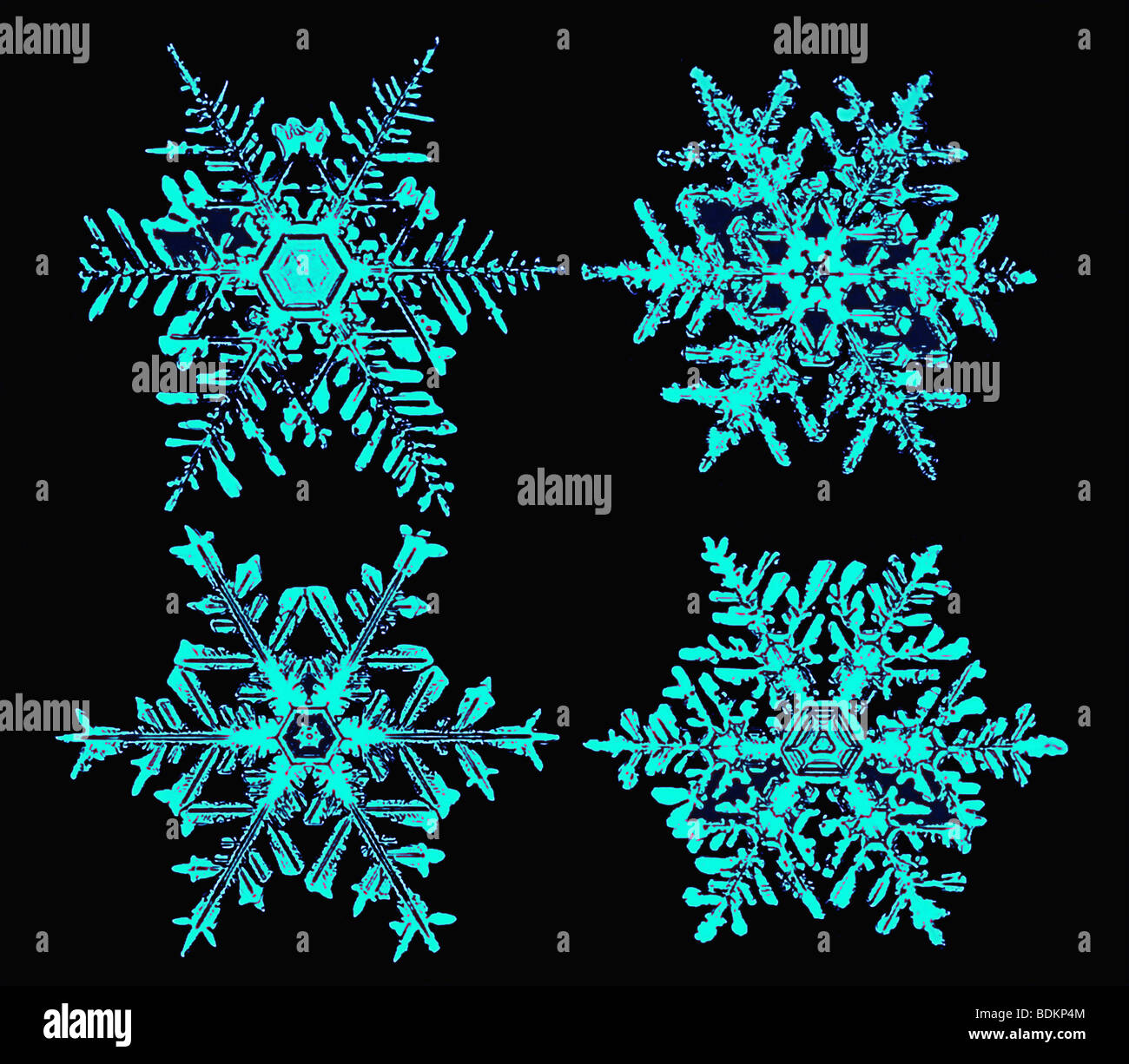 I fiocchi di neve fotografata da Wilson Alwyn 'Snowflake' Bentley mostrante simmetria esagonale e uno schema dendritico Foto Stock