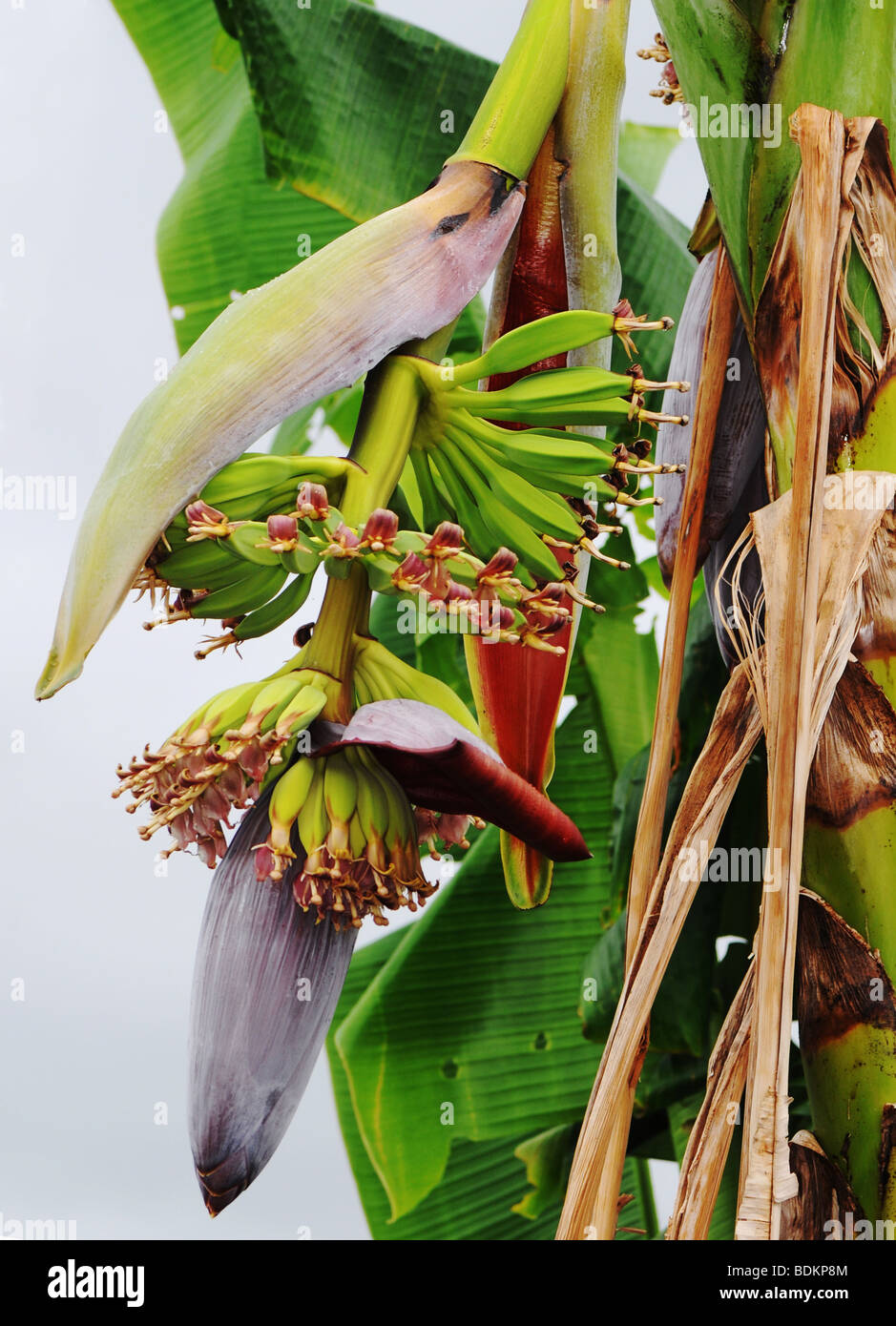 Piante di banana con la sua enorme di fiori e frutta in via di sviluppo Foto Stock