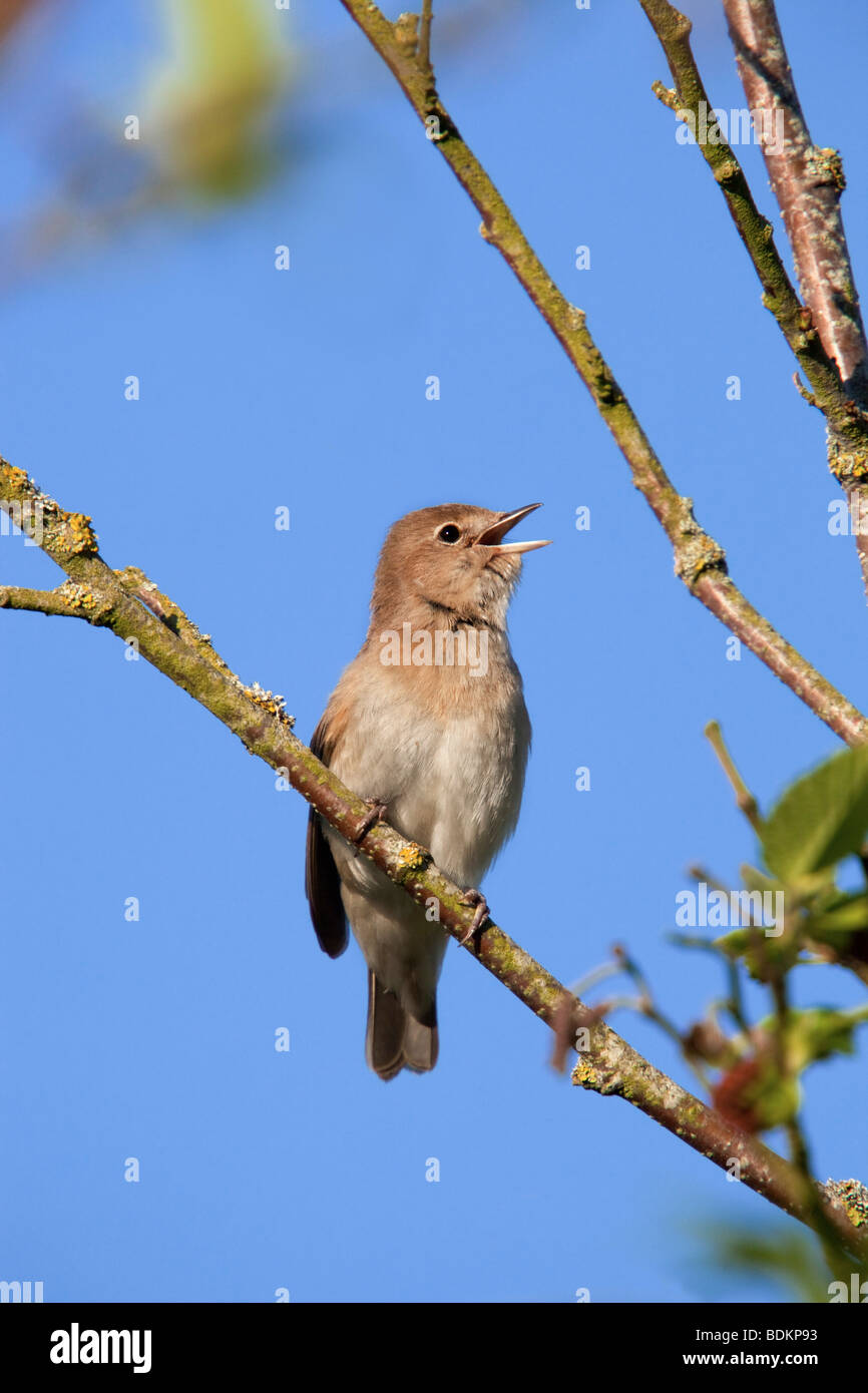 Giardino trillo; Sylvia borin; nel brano; Cornovaglia Foto Stock