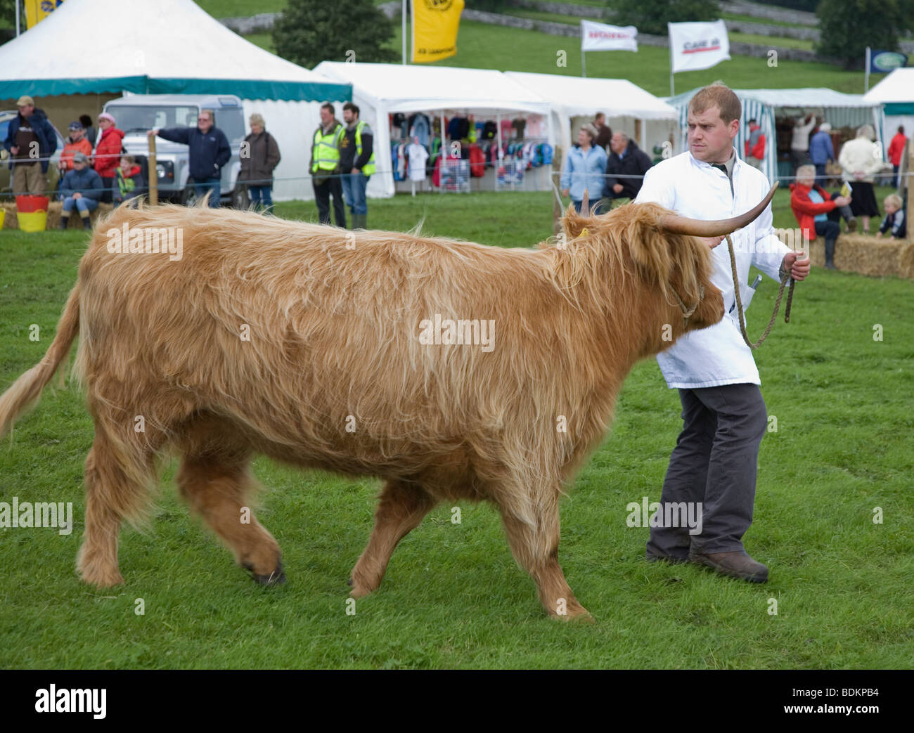 L'uomo conduce una Highland Bull intorno alla mostra Ring a Malham agricoli e di allevamento mostra, Yorkshire Dales, REGNO UNITO Foto Stock