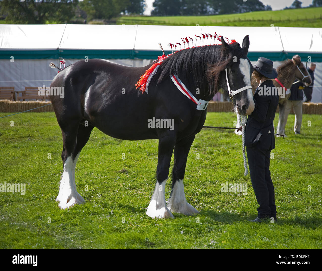Shire Horse in attesa di giudizio per il cavallo pesante di classe, in mostra ring a Malham spettacolo agricolo, Yorkshire Dales Foto Stock