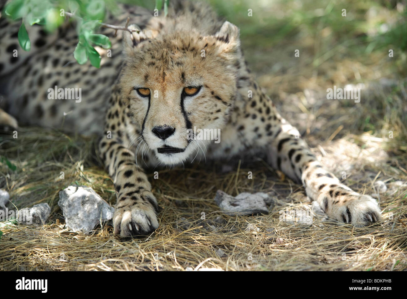 Captive femmina di ghepardo (Acinonyx jubatus) su un gioco ranch in Otjiwarongo, Namibia Foto Stock