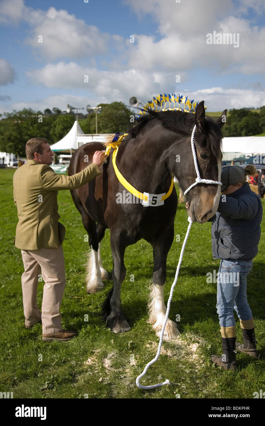 Giovane toelettatura un Shire cavallo a prendere parte al cavallo pesante di classe al Malham spettacolo agricolo, Malhamdale, North Yorkshire Foto Stock