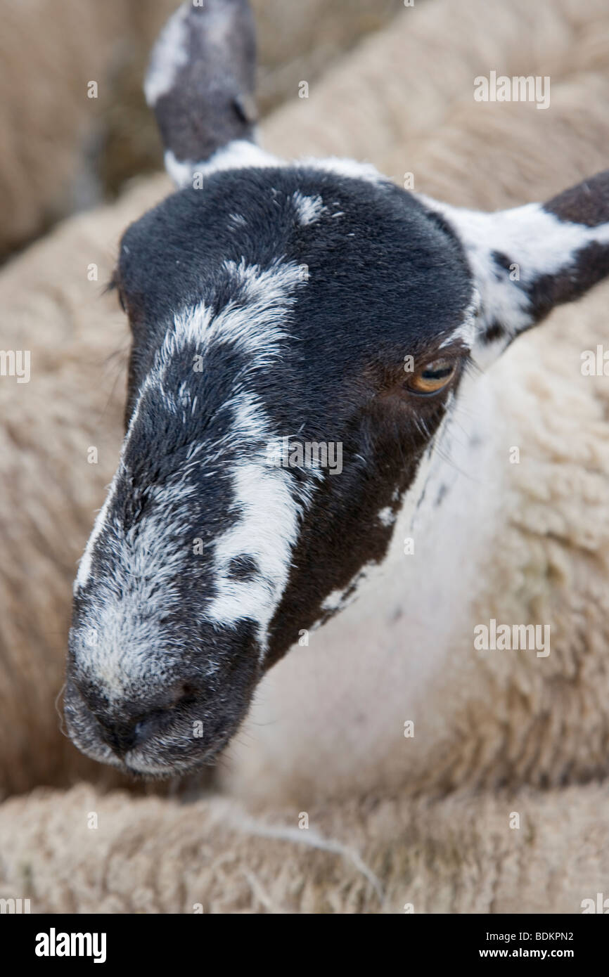 Close up ritratto colpo di testa di una pecora Swaledale Foto Stock