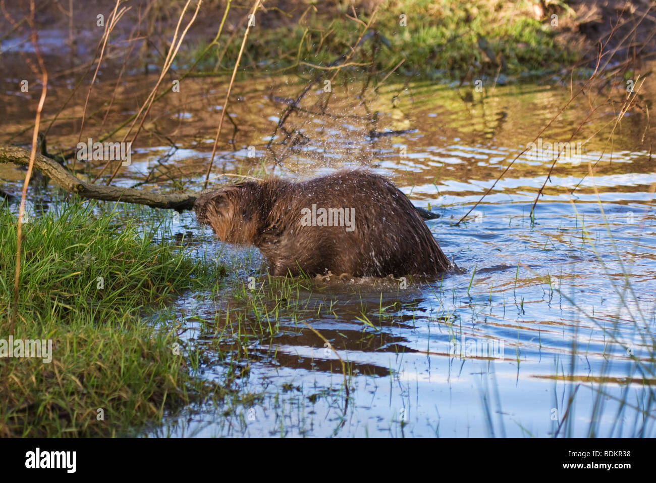 Castoro europeo, Foto Stock