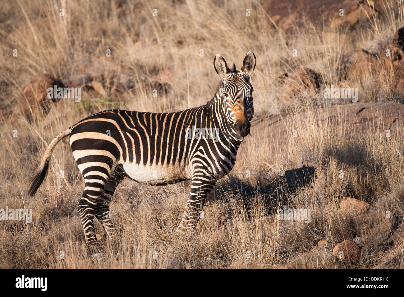 Cape Mountain zebra, Equus zebra zebra, Mountain Zebra National Park, Eastern Cape, Sud Africa Foto Stock