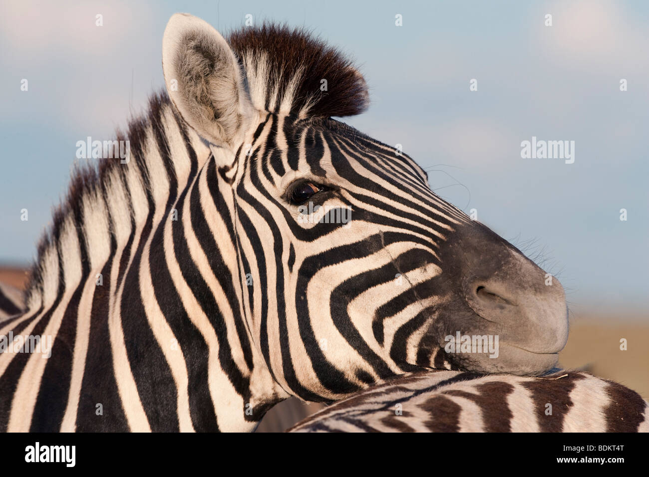 La Burchell zebra, Equus burchelli, riposo, il Parco Nazionale di Etosha, Namibia Foto Stock