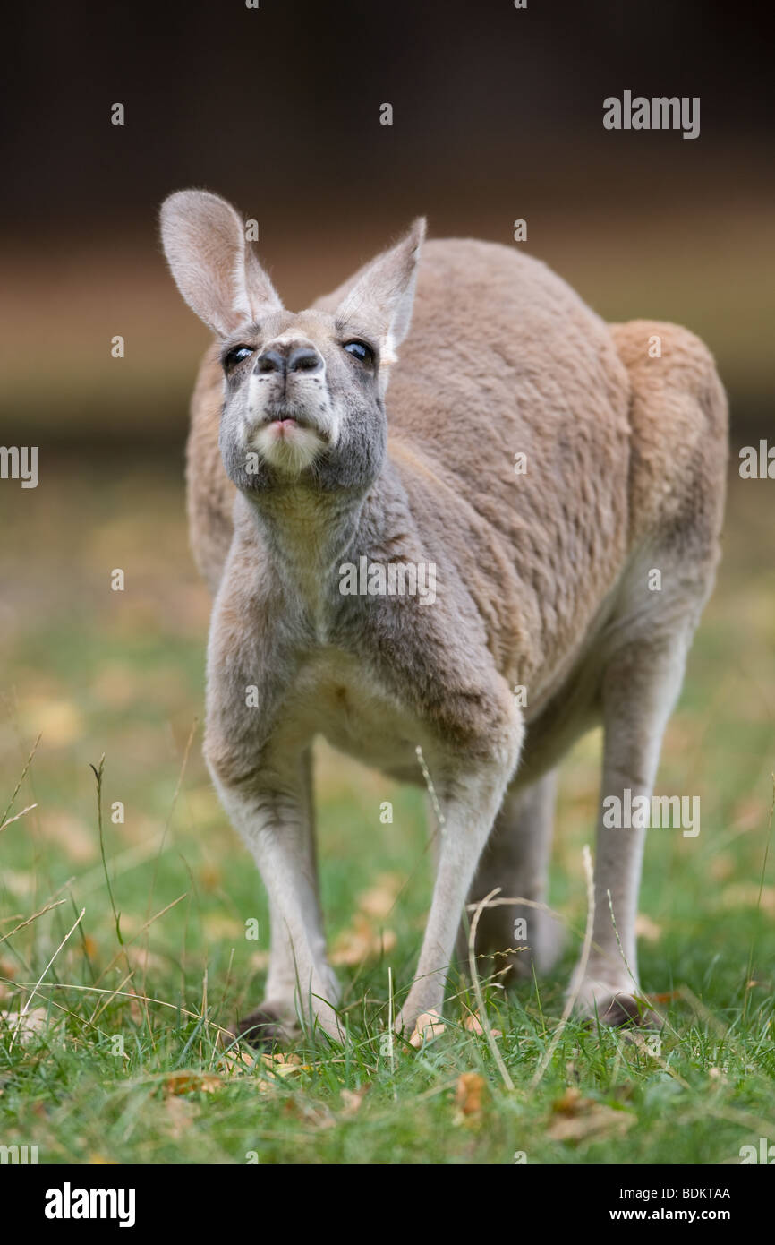Canguro rosso - Macropus rufus Foto Stock