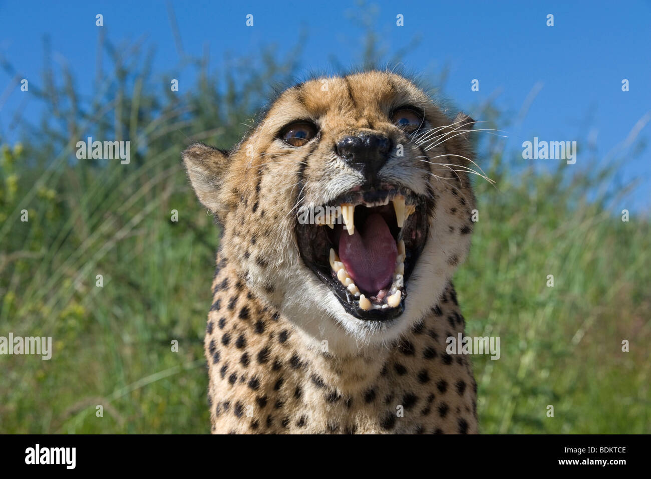 Femmina di ghepardo (Acinonyx jubatus) in cattività in un ranch del gioco in Otjiwarongo, Namibia Foto Stock