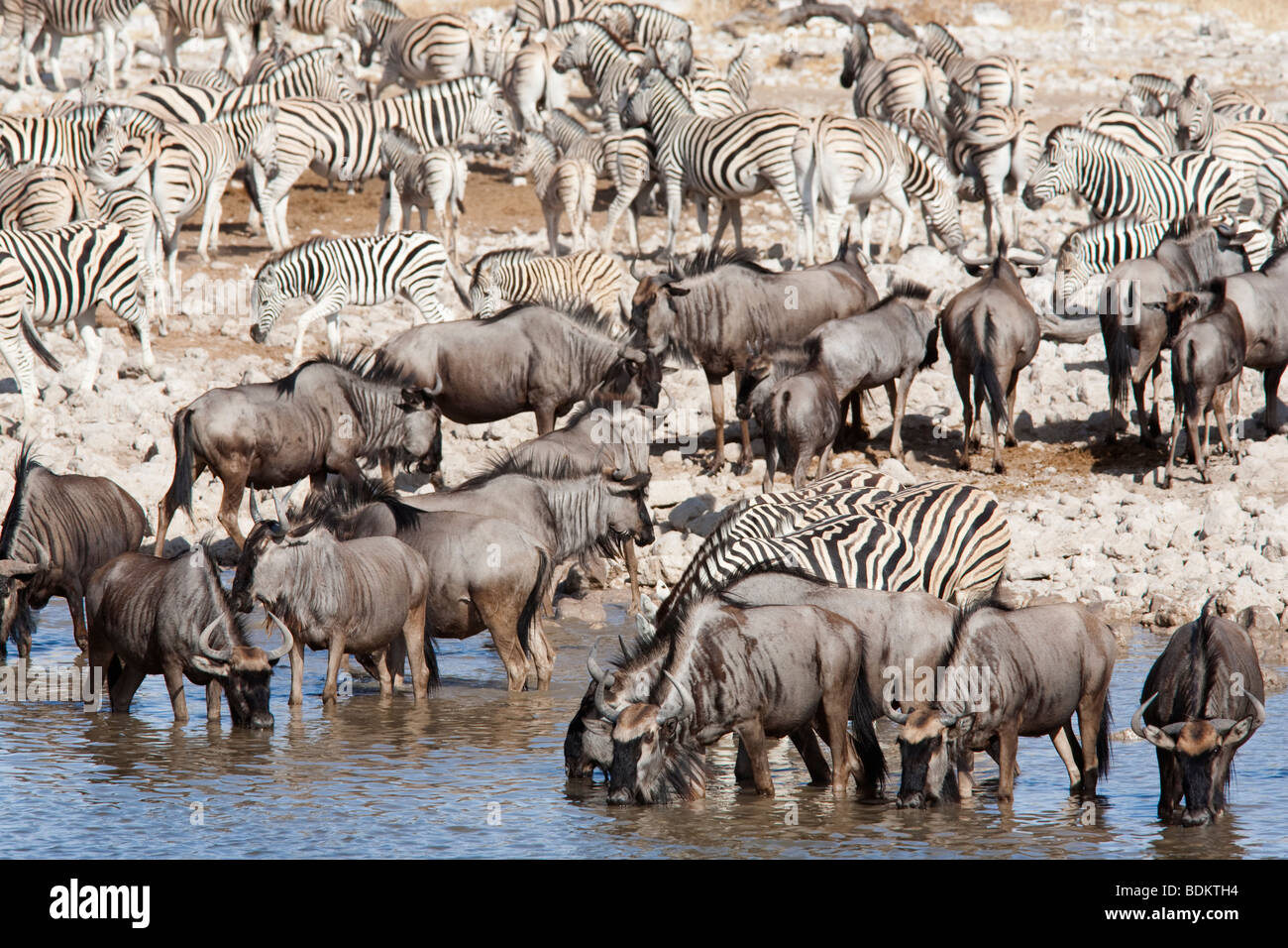 Blue GNU e la Burchell Zebra a waterhole, parco nazionale Etosha Foto Stock