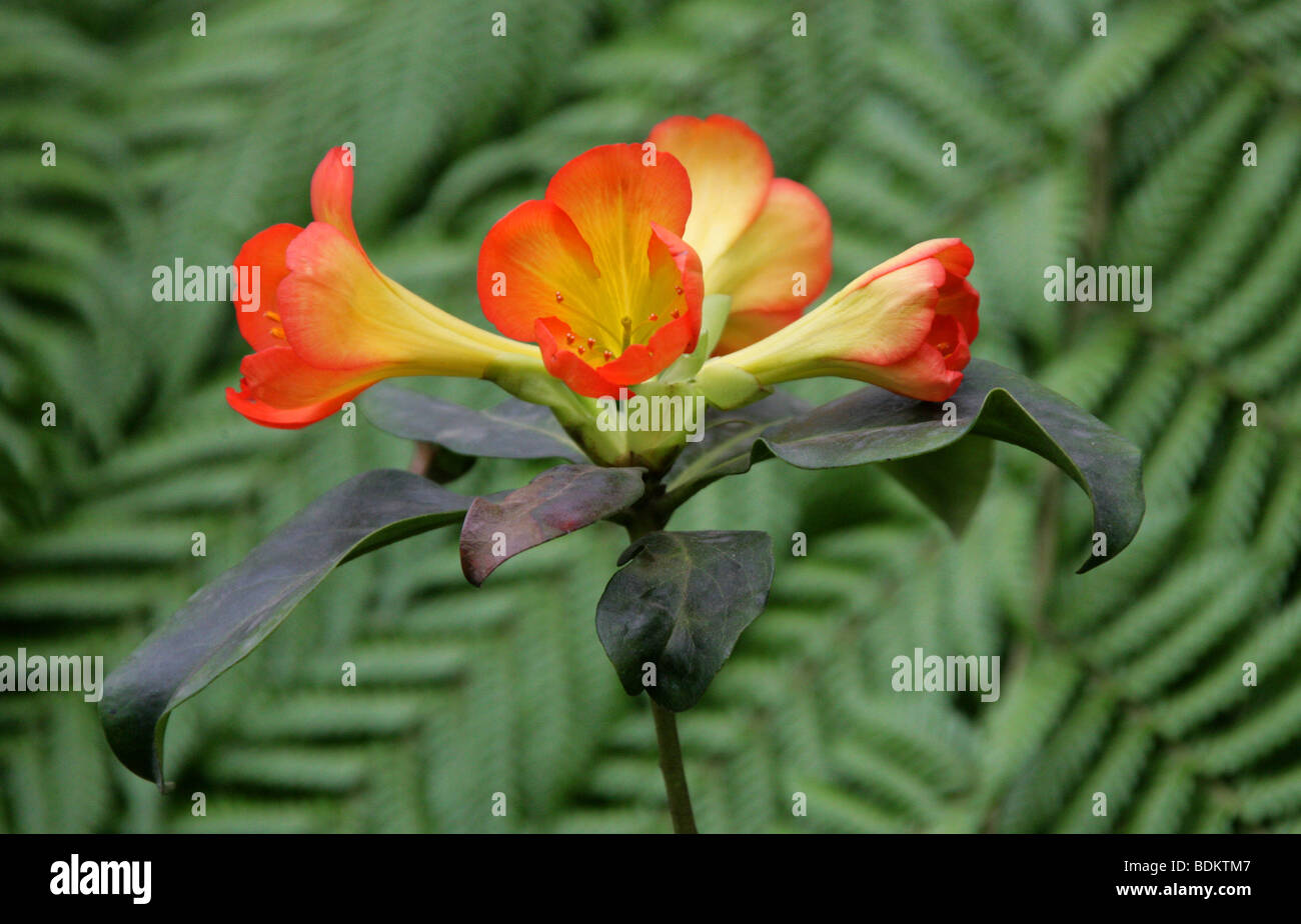 Vireya rododendri, rododendro zoelleri, Ericaceae, Nuova Guinea, nelle Molucche Foto Stock