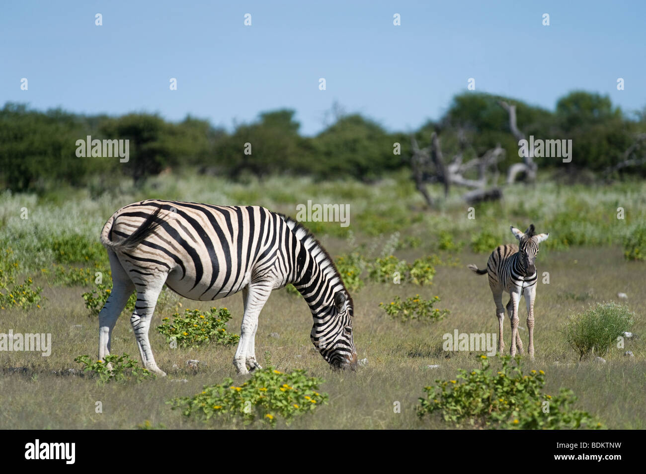 Damara zebra Equus quagga antiquorum mare con uccello parco nazionale Etosha Namibia Foto Stock