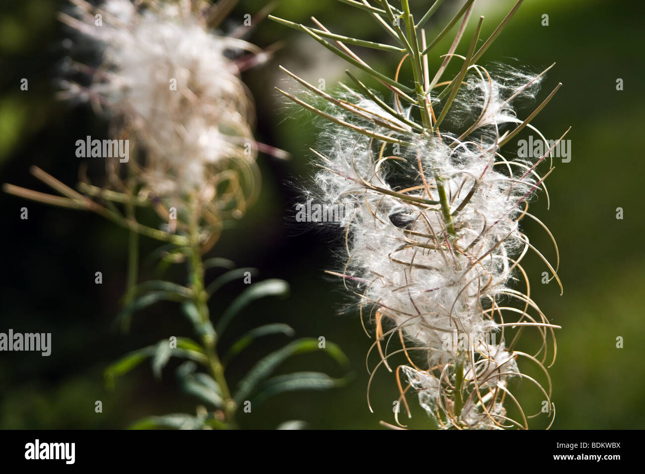 Canada thistle close-up Foto Stock