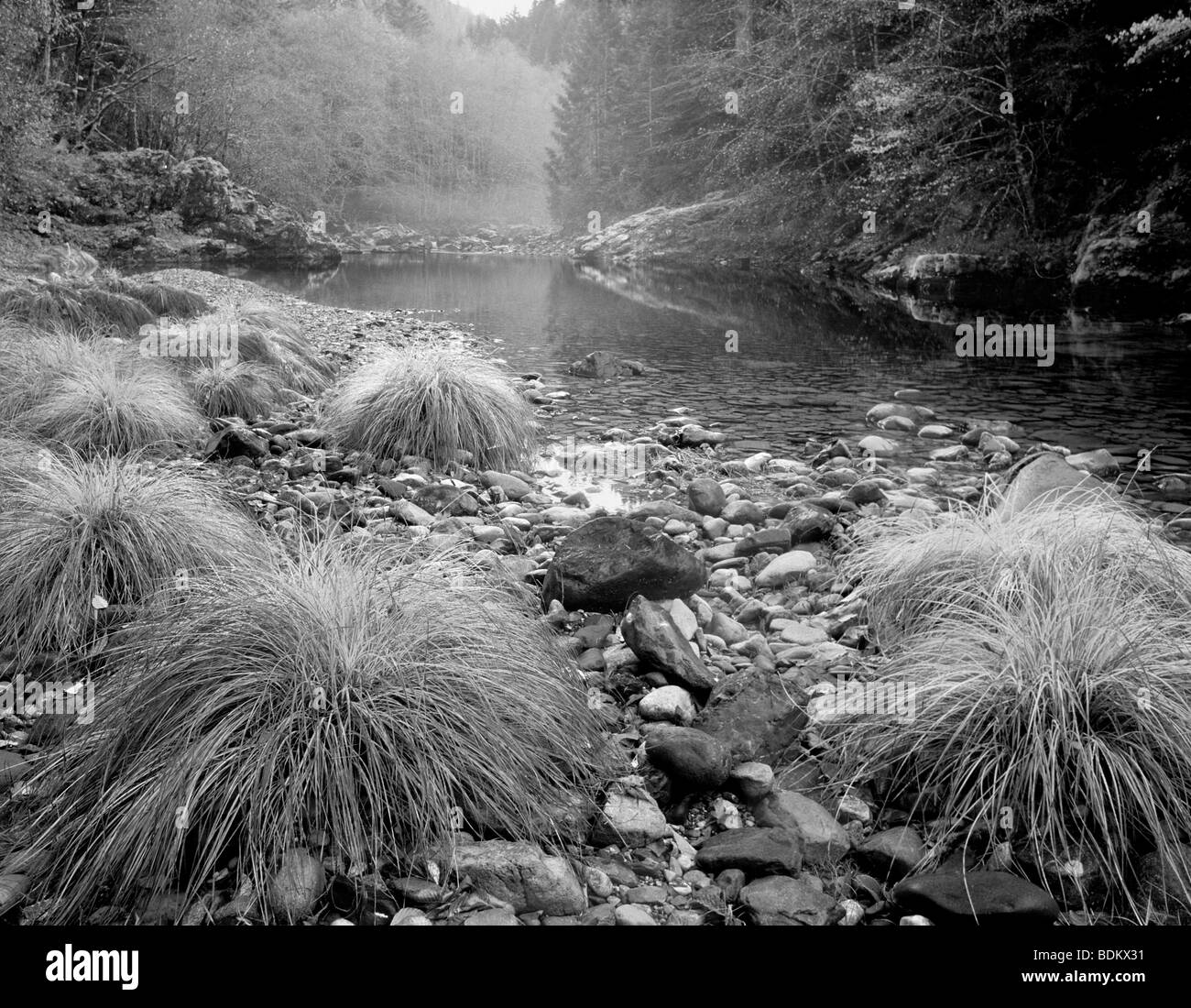 Cadono erbe colorate lungo Quartzville Creek selvatica e Scenic River, Oregon Foto Stock