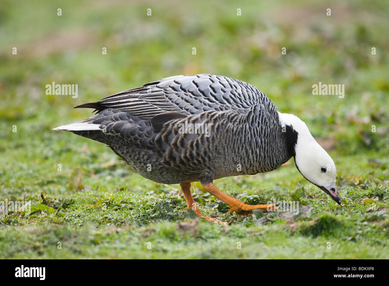 L'imperatore Goose (Anser canagicus) Ricerca di grinta come un aiuto per la digestione di pascolo di materiale vegetale. Foto Stock
