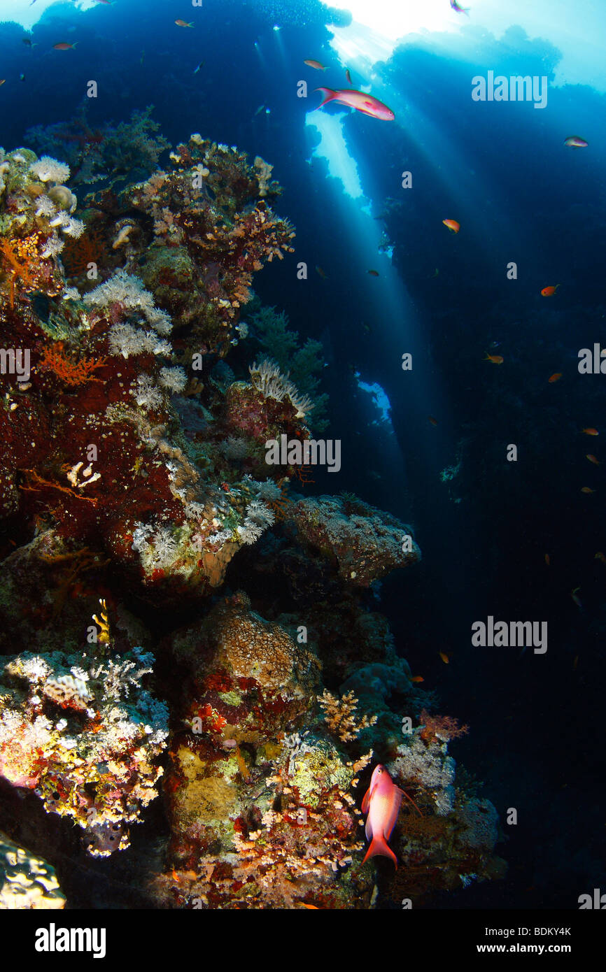 Raggi di sole e il sole che splende attraverso il corpo di acqua su una bella formazione corallina con il gigante pilastri verticali coperti con i pesci. Foto Stock