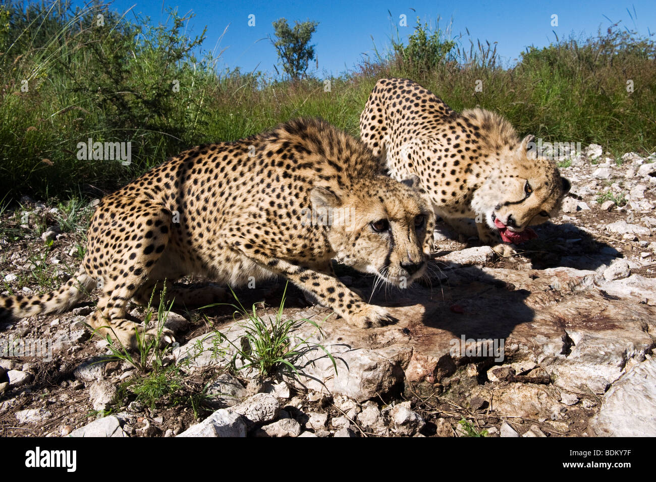 Femmina di ghepardo (Acinonyx jubatus) alimentati in cattività in un ranch del gioco in Otjiwarongo, Namibia Foto Stock