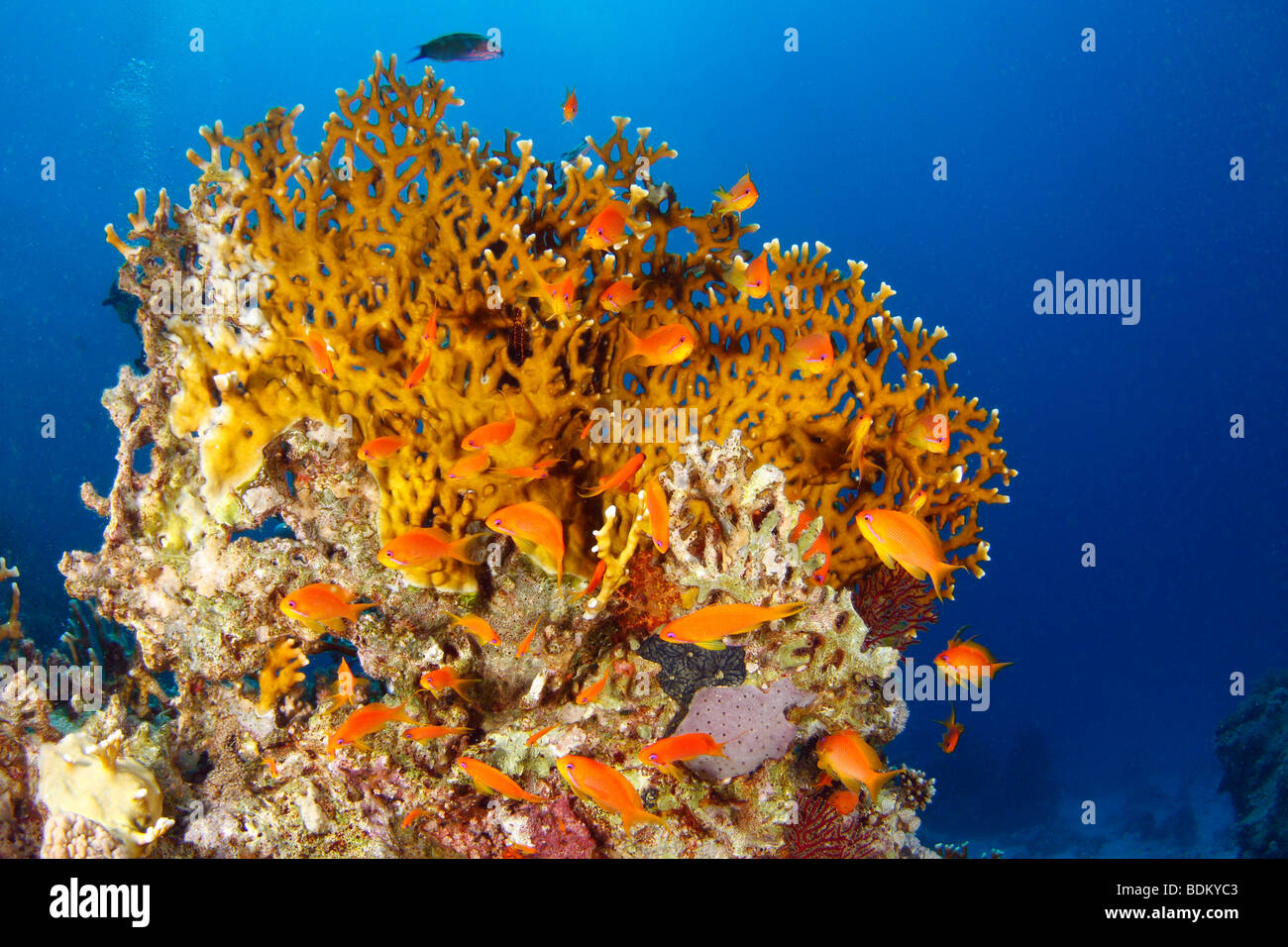 Luminose di colore arancione fuoco formazione corallina circondata da profonde acque blu del Mar Rosso e rosso-striped fairy basslets Foto Stock