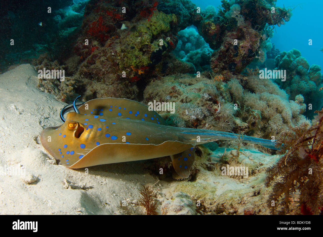 Il Blu-raggio maculato passando sopra una barriera corallina avente il suo branchie pulita mediante due labri pulitore Foto Stock
