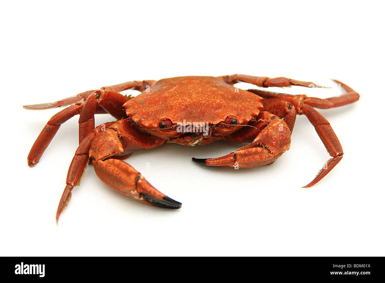 Un solo singolo granchio bollito su sfondo isolato Foto Stock