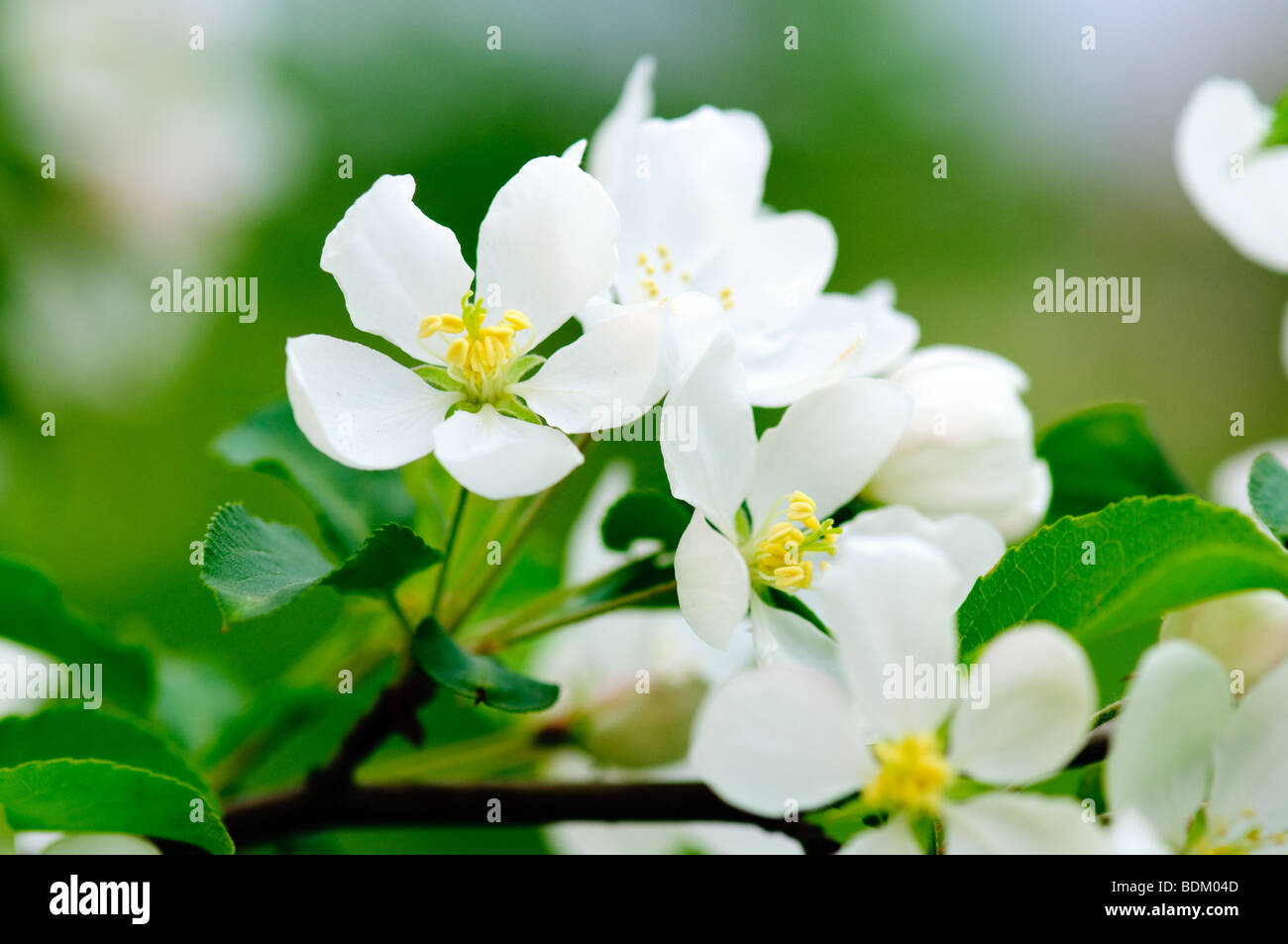 Albero di apple blossom macro di fiori Foto Stock