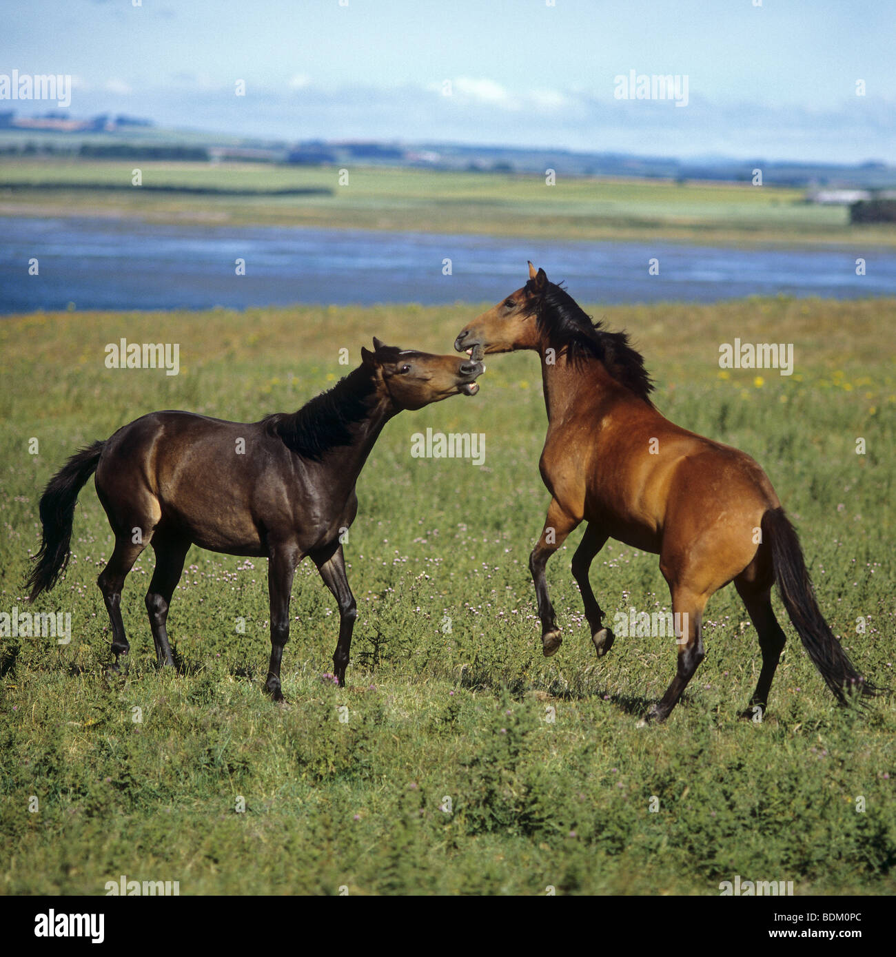 Due inglese cavalli purosangue - giocando sul prato Foto Stock