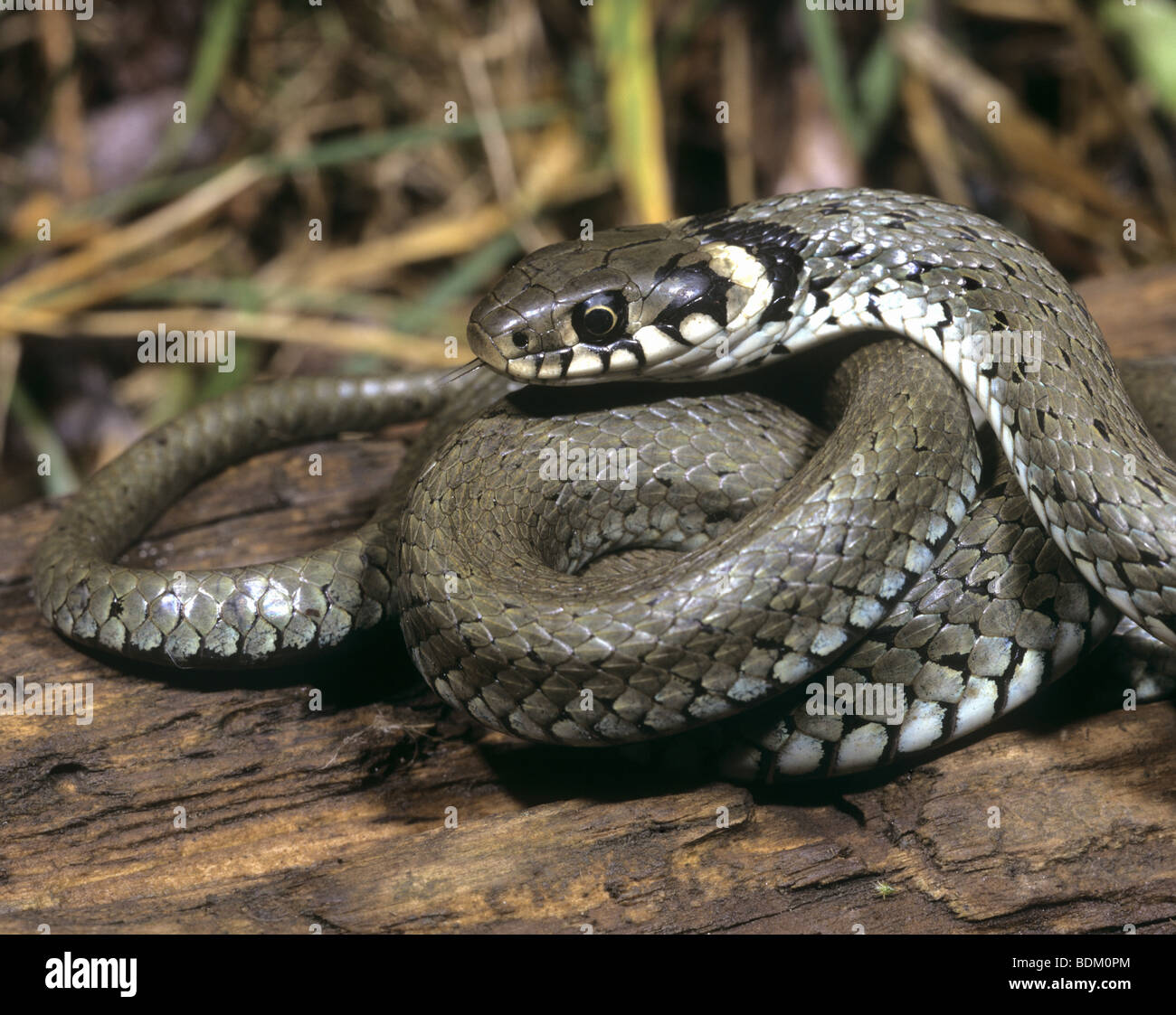 Biscia / Natrix natrix Foto Stock