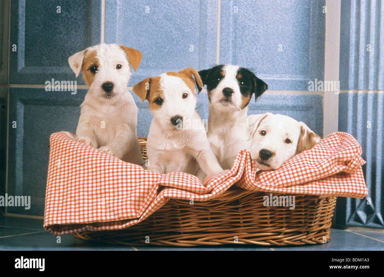 Quattro Parson Jack Russell Terrier cuccioli di cane in basket Foto Stock