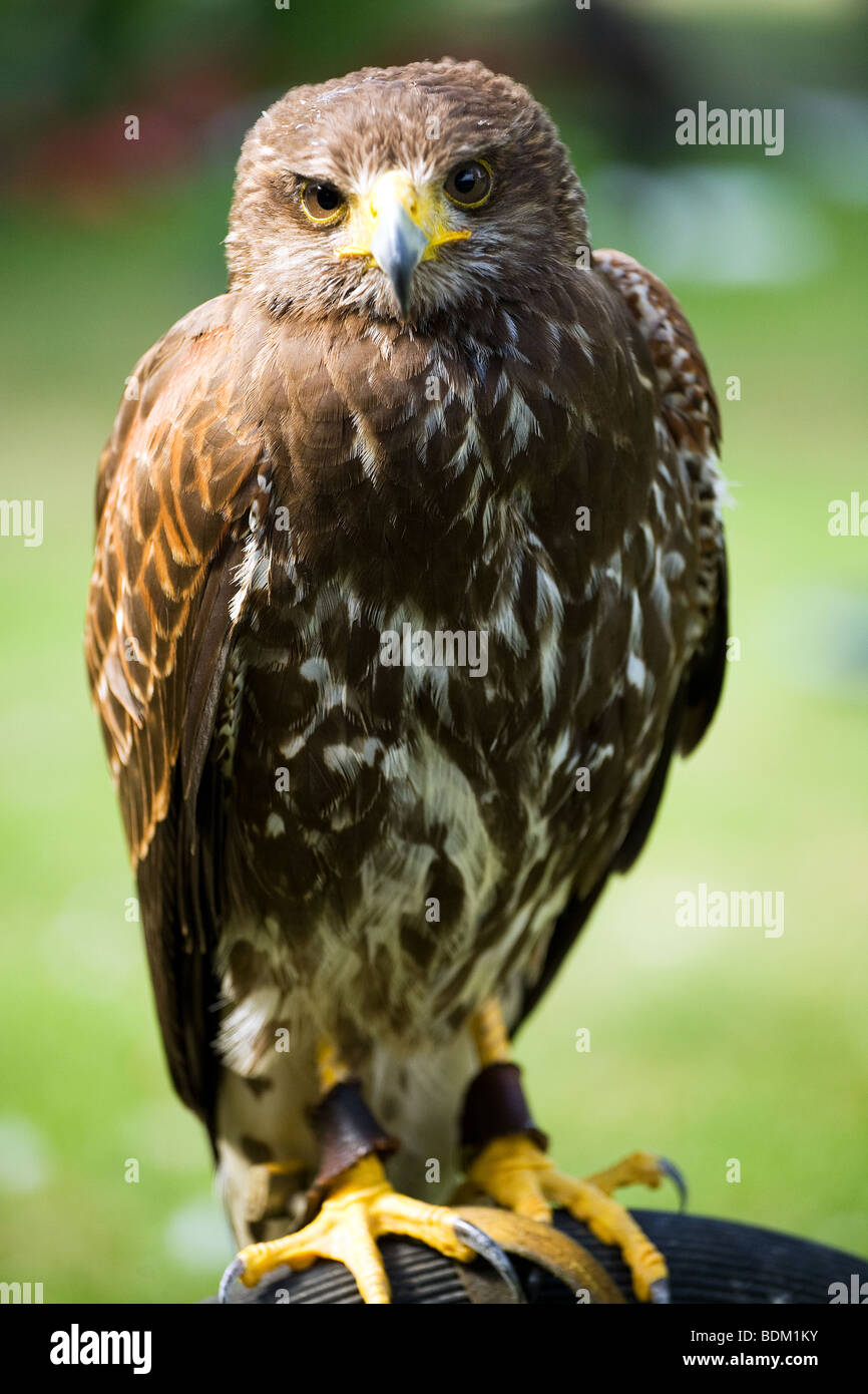 Harris Hawk, Parabuteo unicinctus, precedentemente noto come la baia-winged Hawk o Dusky Hawk, Foto Stock