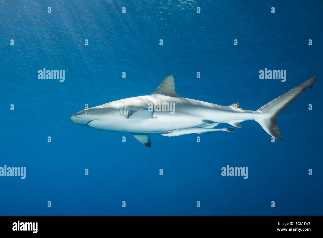 Grey Reef Shark, o Whaler Shark Carcharhinus amblyrhynchos nuoto in acque poco profonde, con raggi di sole e un leggero riflesso sulla superficie. Foto Stock