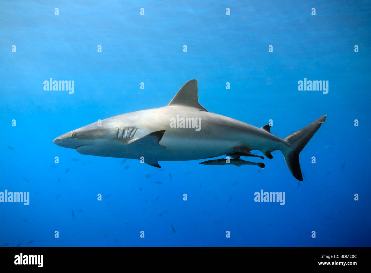 Grey Reef Shark, o Whaler Shark Carcharhinus amblyrhynchos nuoto in acque poco profonde con raggi solari e qualche piccolo pesce in background. Foto Stock