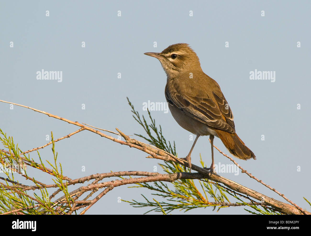 Rufous Bush Robin su ramoscello / Cercotrichas galactotes Foto Stock