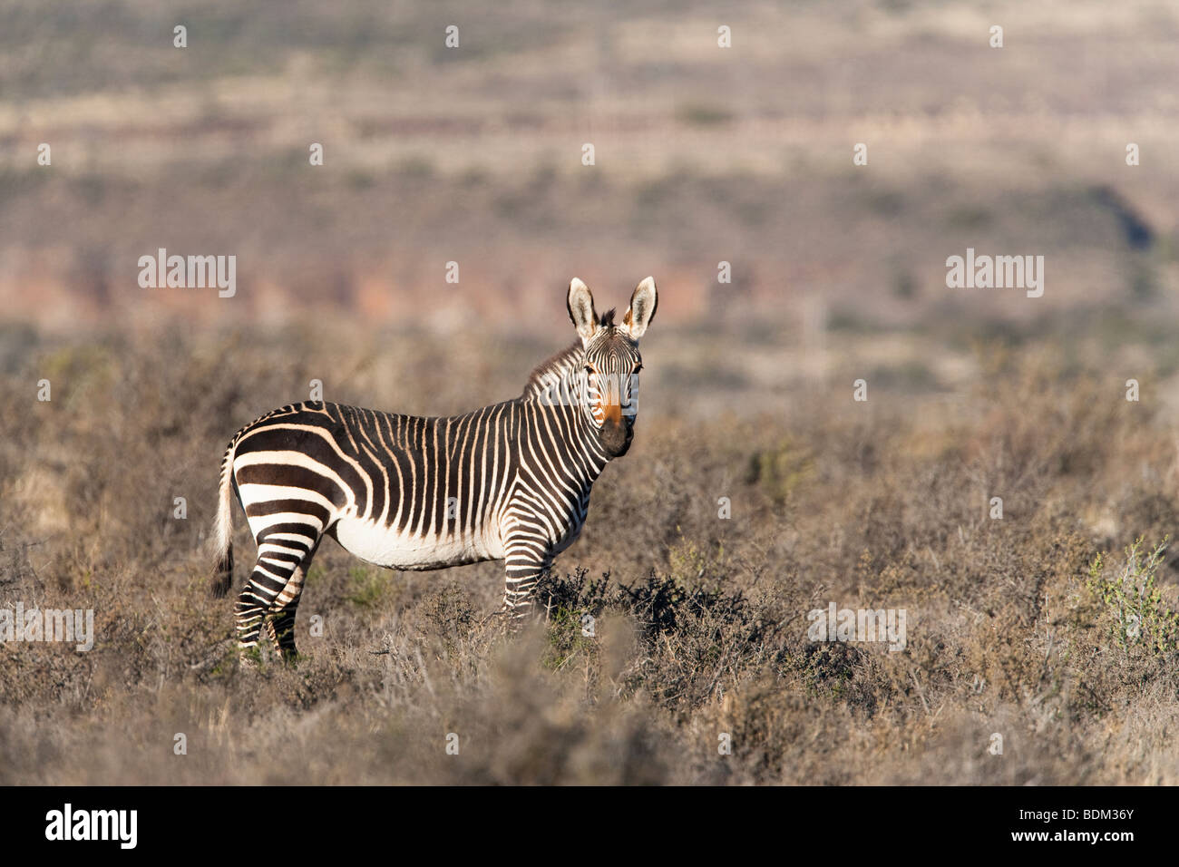 Cape mountain zebra, Equus zebra zebra, Karoo National Park, Sud Africa Foto Stock