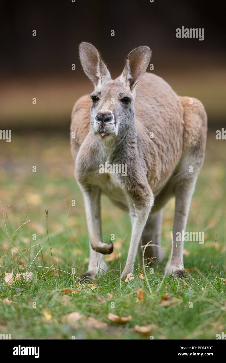 Canguro rosso - Macropus rufus Foto Stock