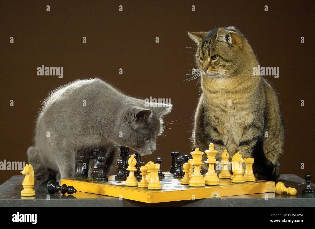 Zwei Hauskatzen Schachspiel mit / due gatti domestici con gli scacchi Foto Stock