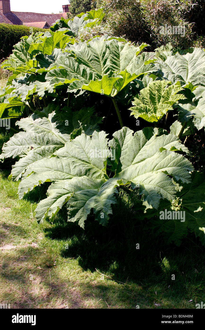 GUNNERA MANICATA. Foto Stock