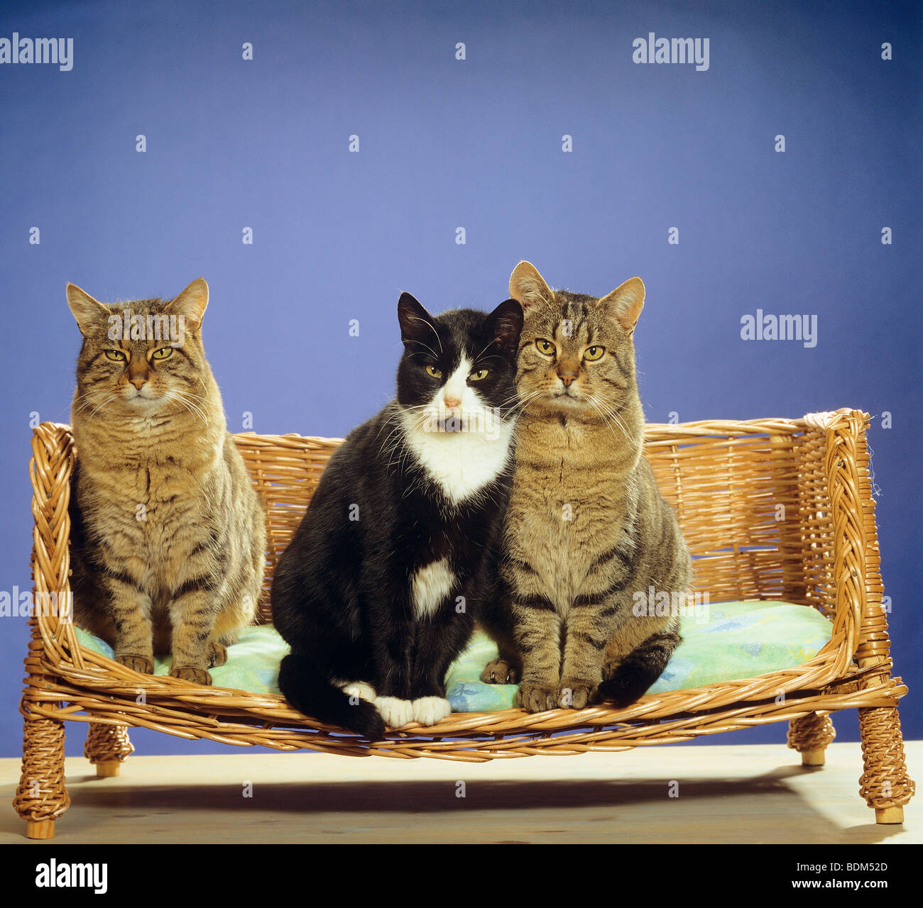 Tre gatti domestici seduti sul divano - due sono una coppia Foto Stock