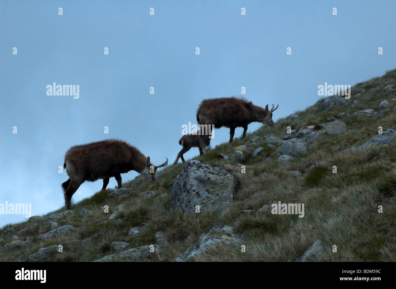 Capre di montagna alta al pascolo nelle montagne Tatra di Polonia Foto Stock