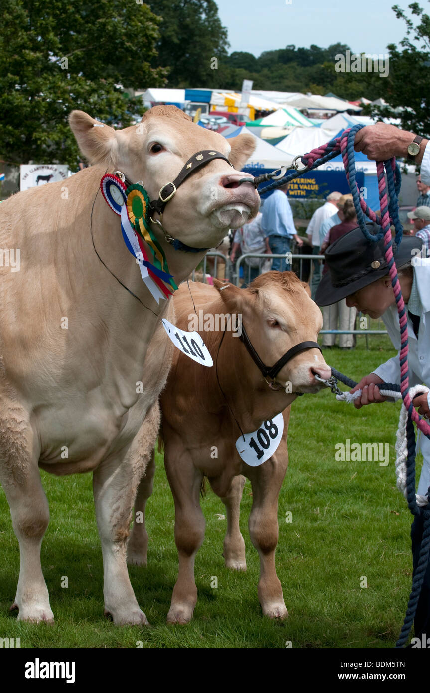 British Blonde capi di bestiame esposto alla mostra Burwarton Shropshire Inghilterra Foto Stock