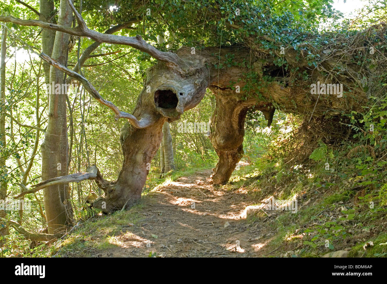 Spettacolo inconsueto: sradicato albero gigante (Pirenei Atlantiques- Francia). Une curiosité naturelle: l'arbre géant déraciné. Foto Stock