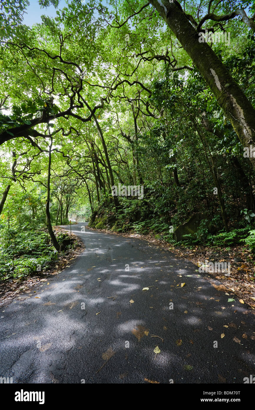 Strada oltre Hana, Maui attraverso la giungla Foto Stock