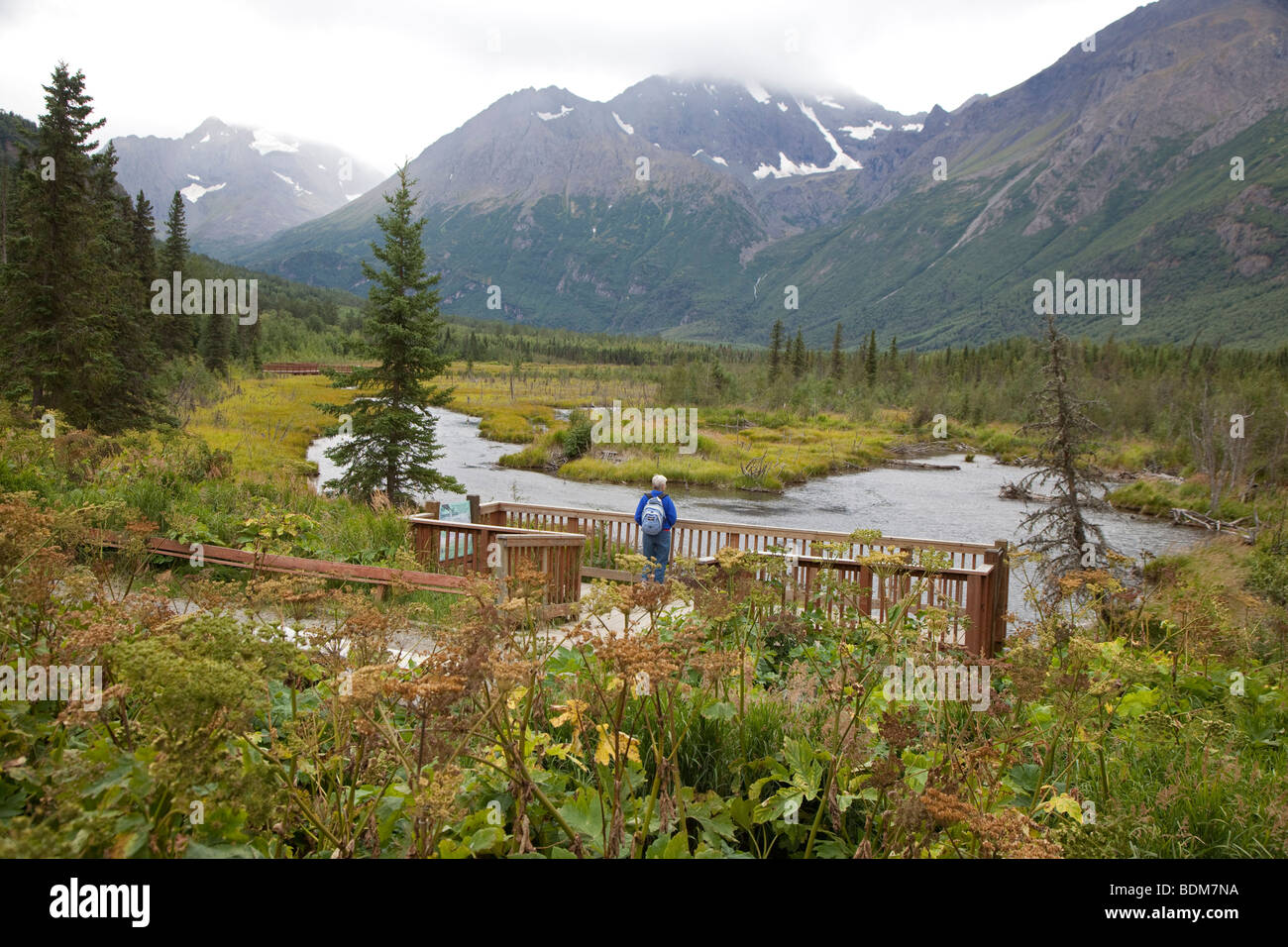 Eagle River, Alaska - un escursionista guarda oltre un flusso in cui i salmoni si riproducono in Chugach State Park. Foto Stock